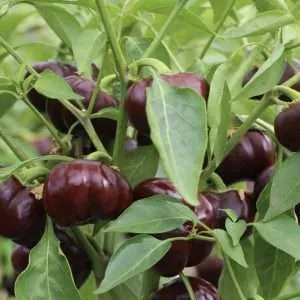 chocolate mini capsicum seeds